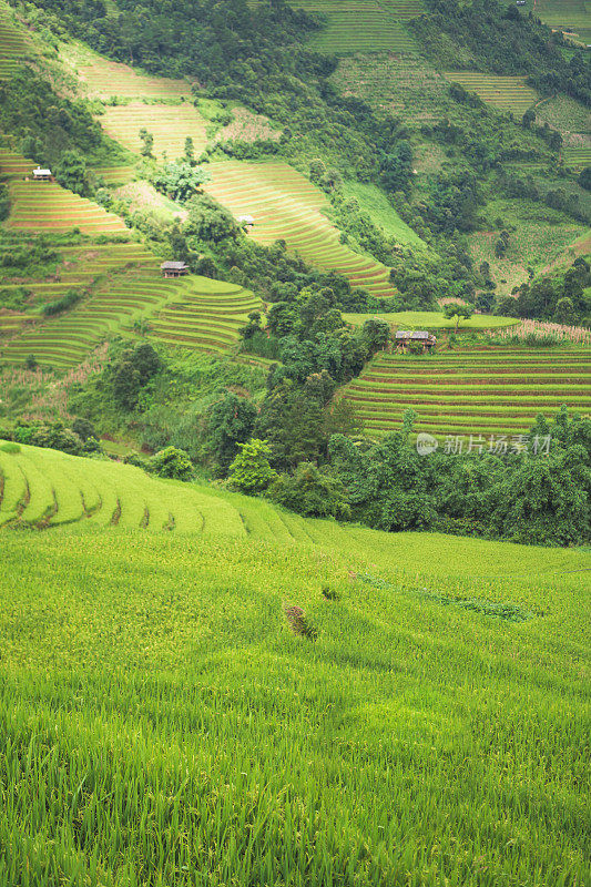 美丽的风景，绿色的稻田准备在越南西北部的梯田日落山在木仓寨，Yen Bai，越南